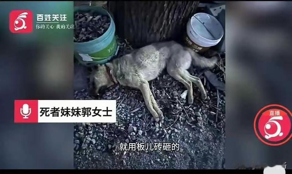 过路被狗咬，狗被爸爸当场打死后，遭到了狗主人的上万索赔，被爸爸拒绝后，狗主人晚上
