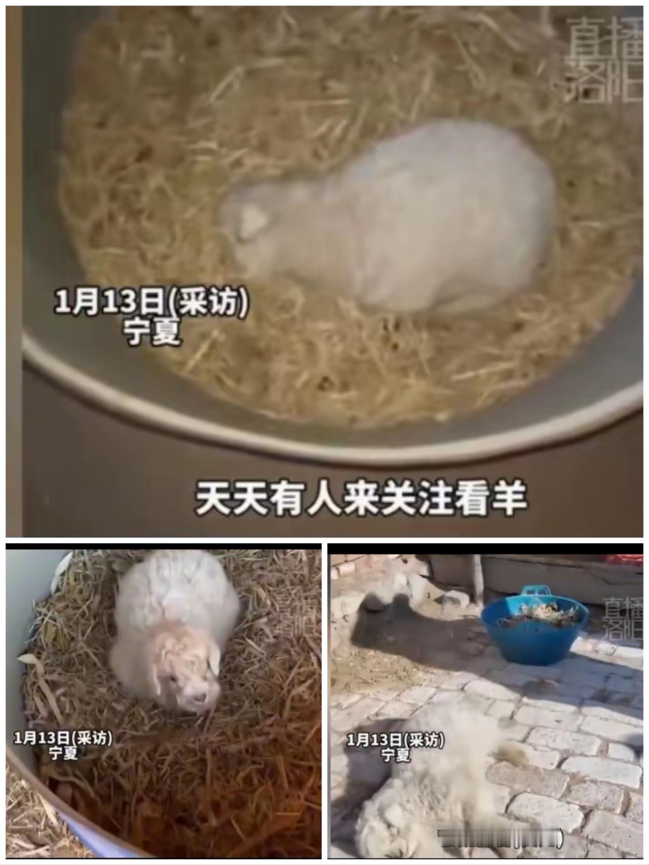 宁夏“装死”小羊逆袭成百万流量明星，土味网红如何撬动乡村振兴新密码？