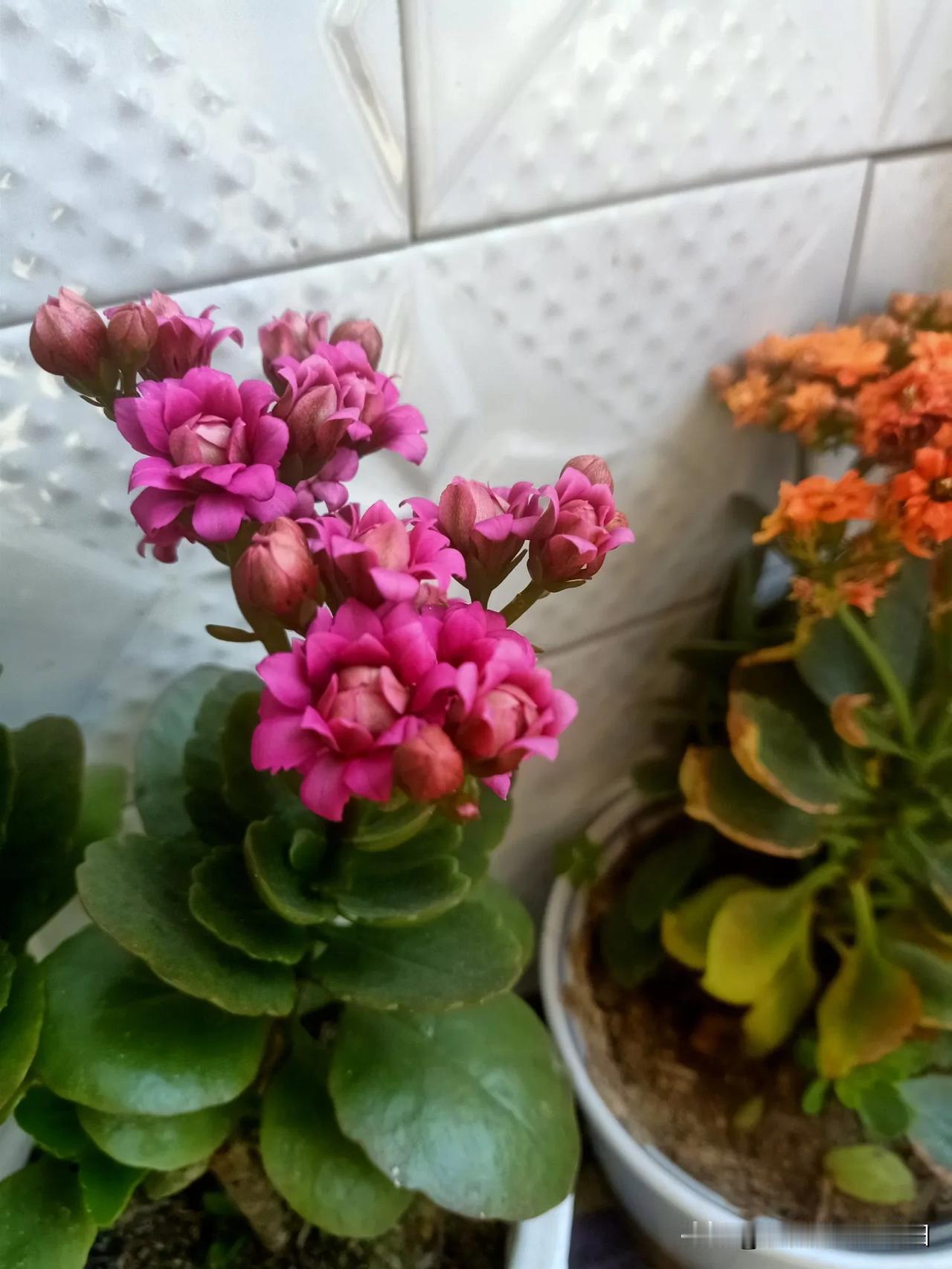 阳台花草近况室外天寒地冻，阳台内鲜花盛开，争奇斗艳！