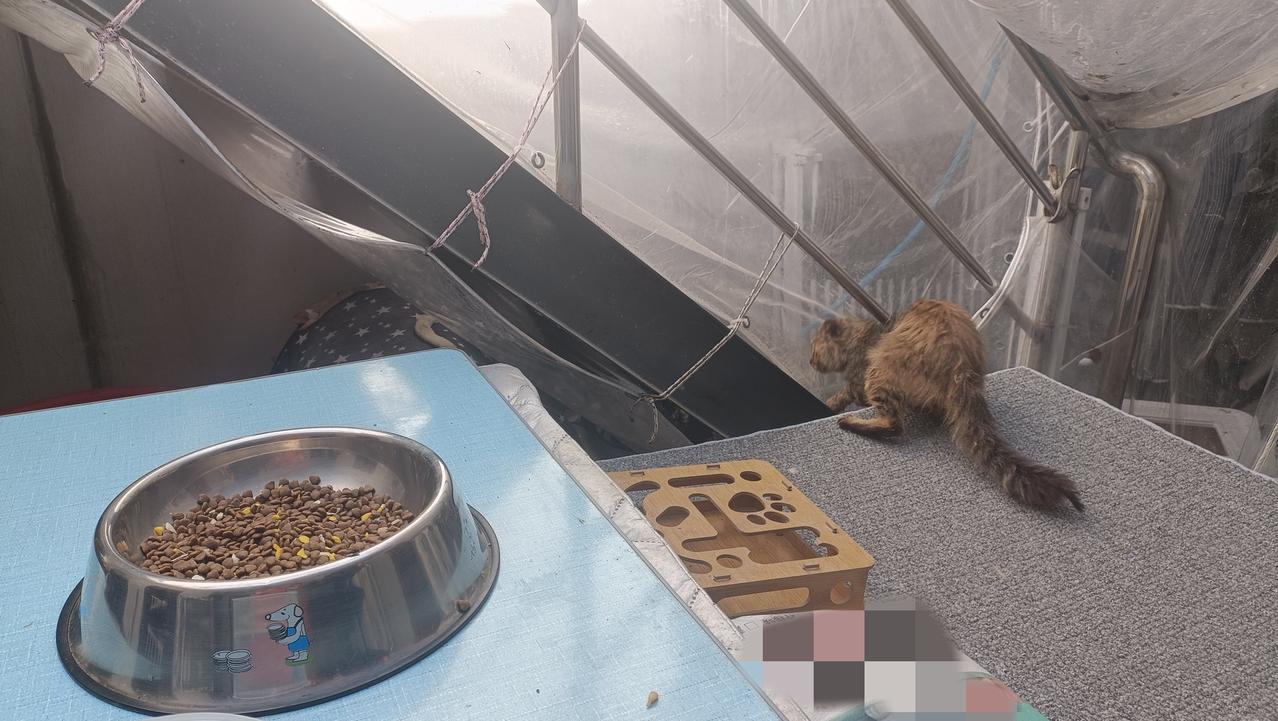 一大早流浪猫霸王居然跑到院子里来了，我家狗子一叫，它惊慌失措的想要逃离，我赶紧叫