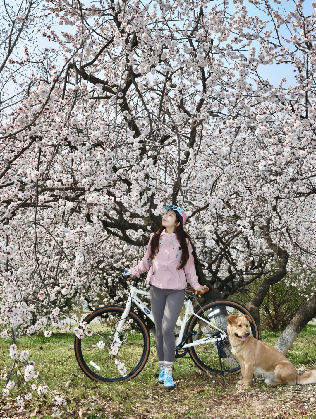 3.10实拍…西安灞河边免费春日花海🌸附定位！
