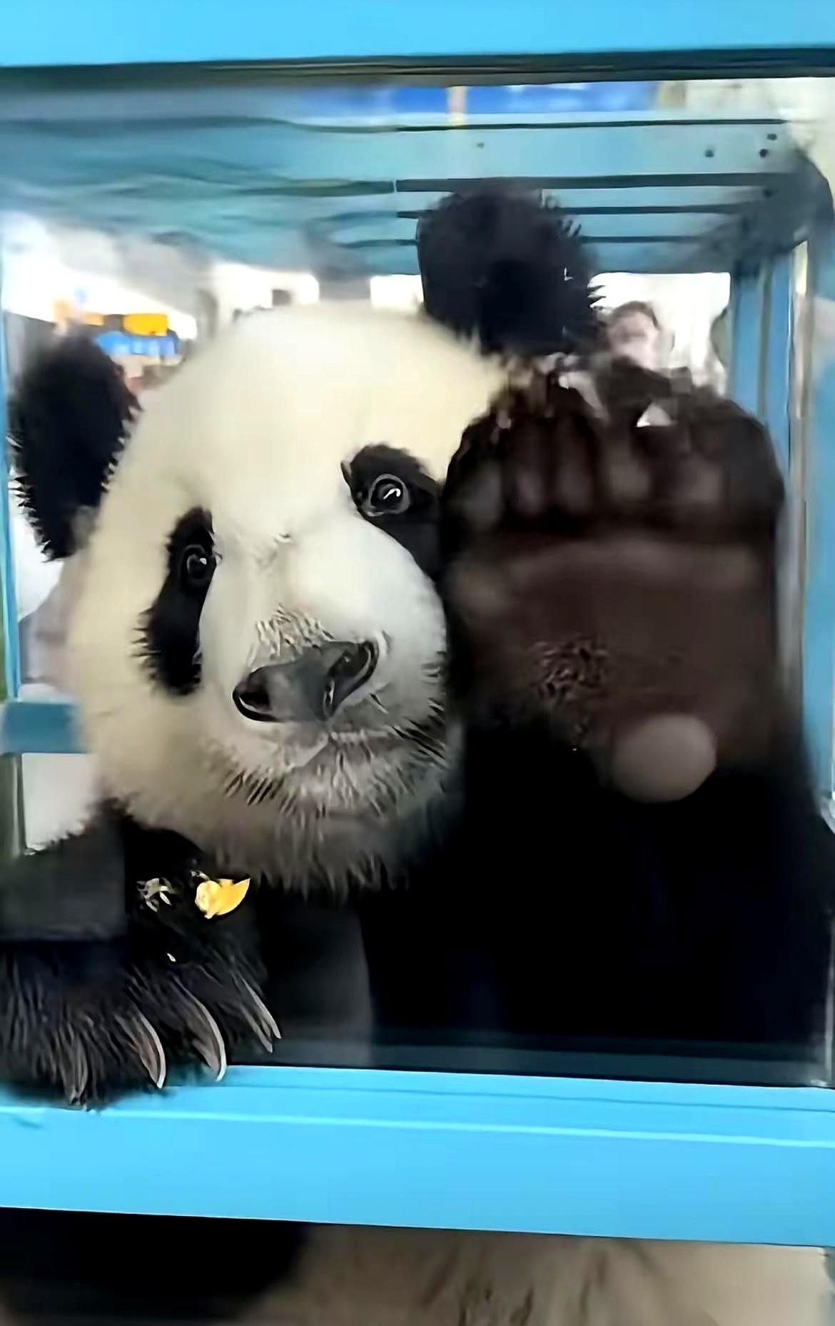 在日本那张脸，绝了。浑身上下写满了四个大字：莫挨老子。那小表情，那小身段，扭