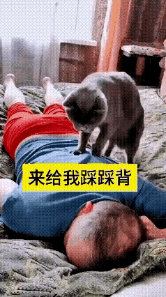 这只猫咪成精了，主人疲劳的时候会给主人踩背，还会根据主人的示意，换着地方踩，成了