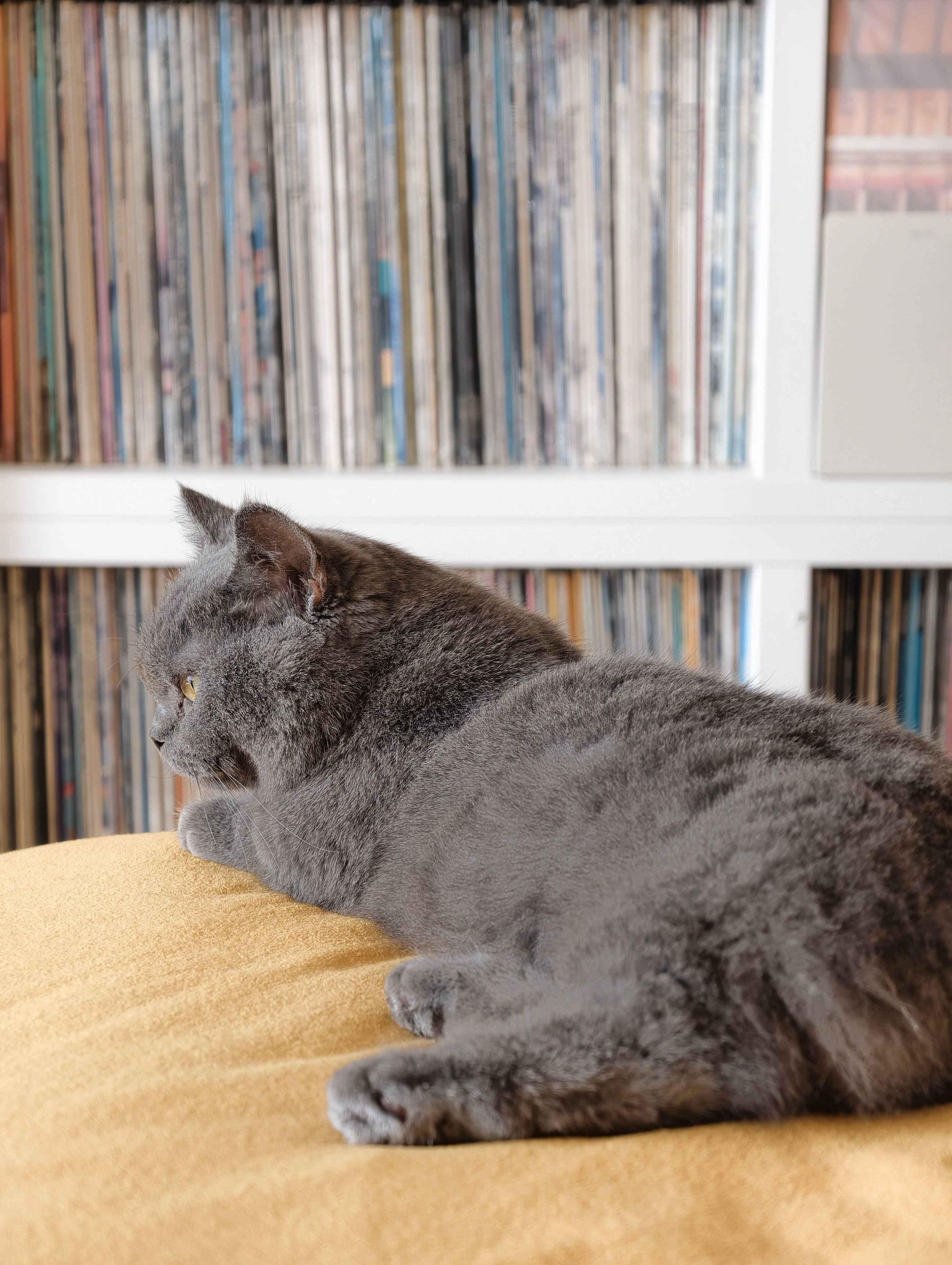 早早早猫猫也上班了，准备好被人摸了​​​