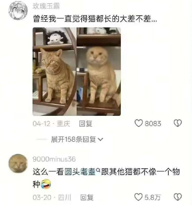 同色系的猫咪原来不长一个样吗