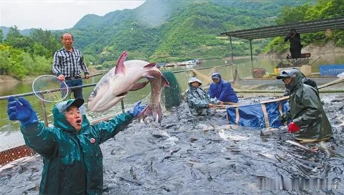 湖南鱼塘神操作！万斤辣椒喂鱼竟吃出神仙口感，这波操作太秀了湖南养鱼界出了个