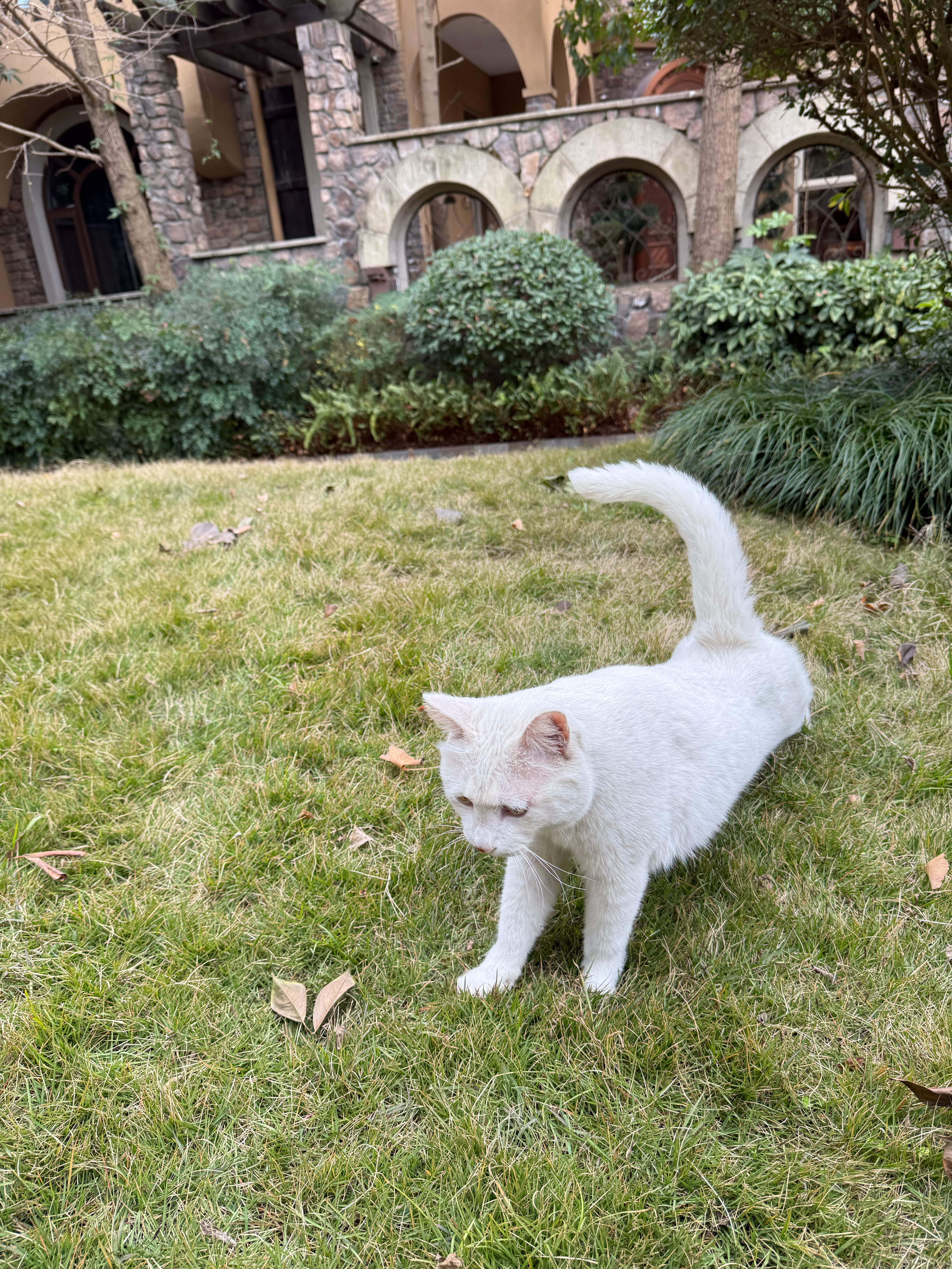 蹭star狗粮的大肥猫