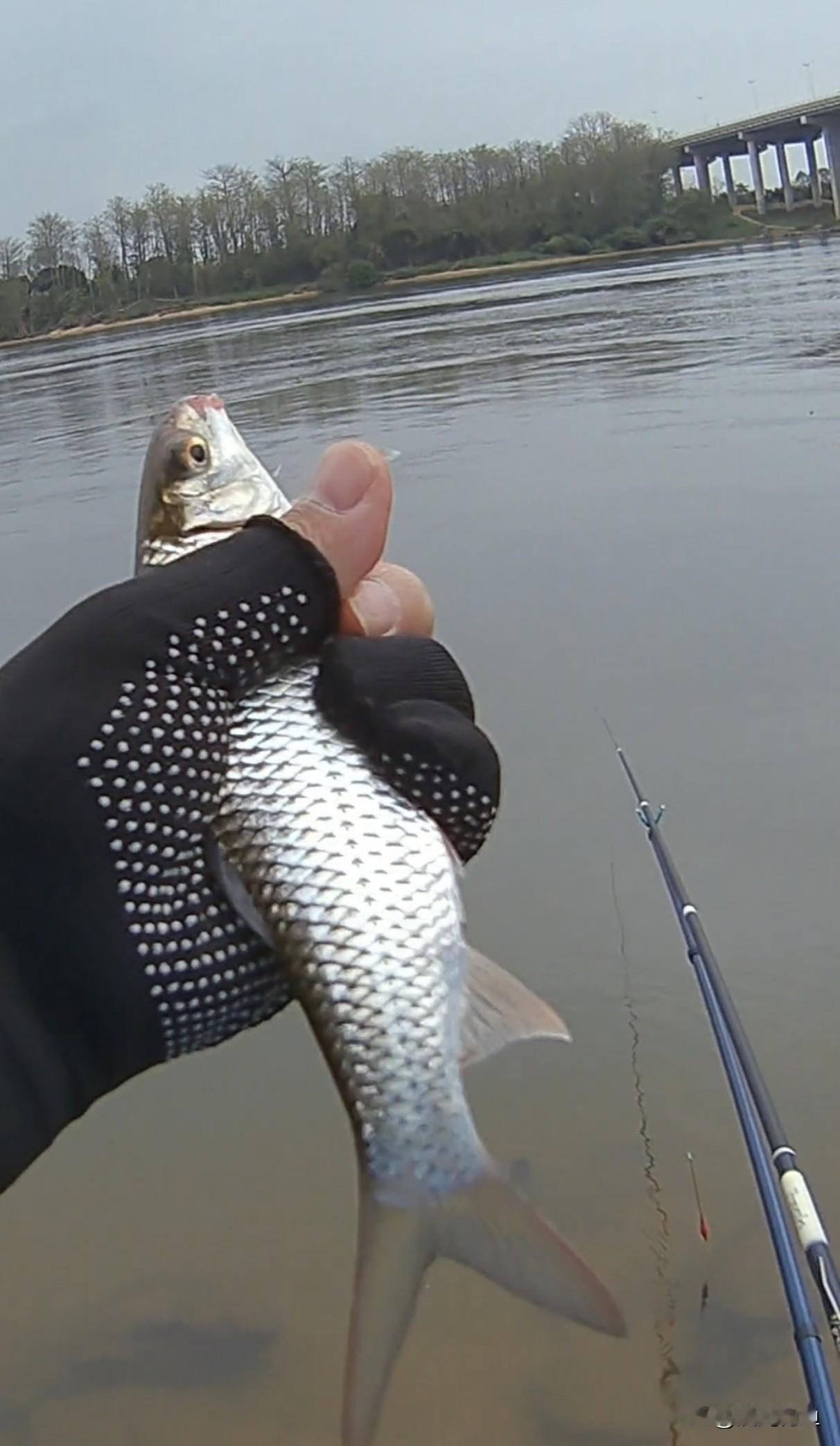 观点创作激励赛你喜欢钓鲫鱼,还是钓土鲮?我在广东东莞钓鱼，更喜欢钓土鲮！从享