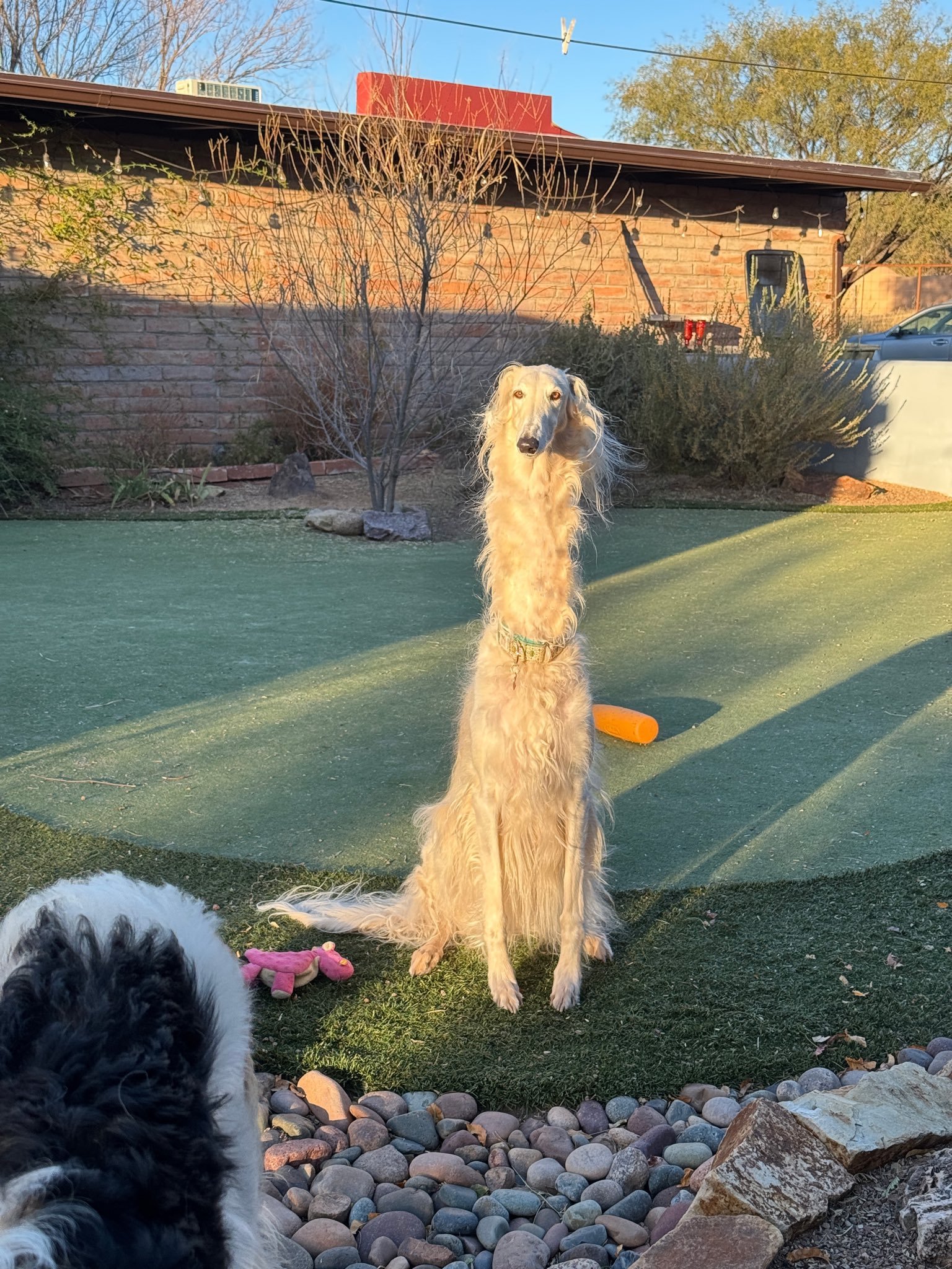 我知道俄罗斯猎狼犬是怎么猎狼的了！肯定是主人发现狼的踪迹后，将狗狗呼唤过来然后大