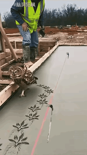 猫头鹰：我留下我的脚印，不可以吗？你们邢就来碰我。