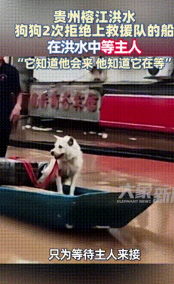 “以后还吃得下狗肉吗？贵州，洪水肆虐期间，救援队两次想要救助小狗，可小狗不仅不上