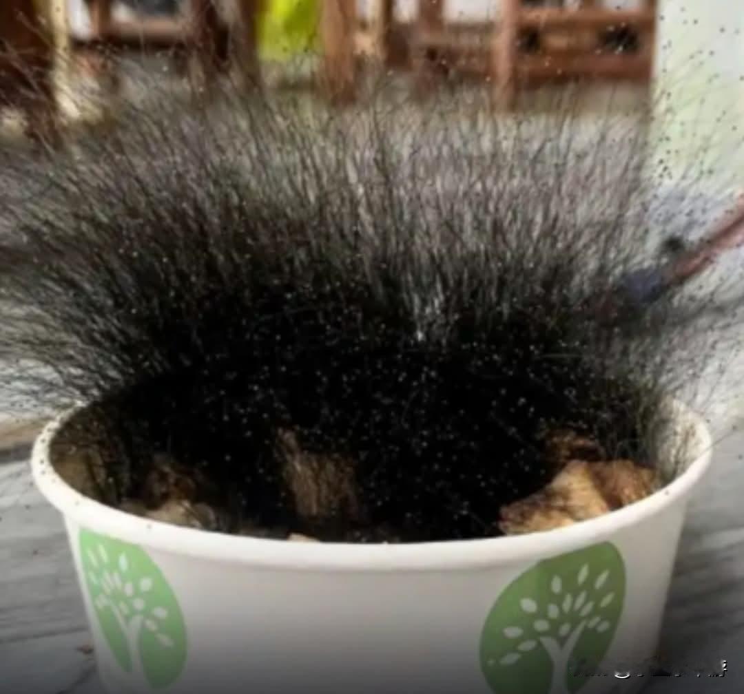 中国浙江一名男子春节回老家过年，不小心把一碗牛肉饭忘在公司，结果近日开工打开公司