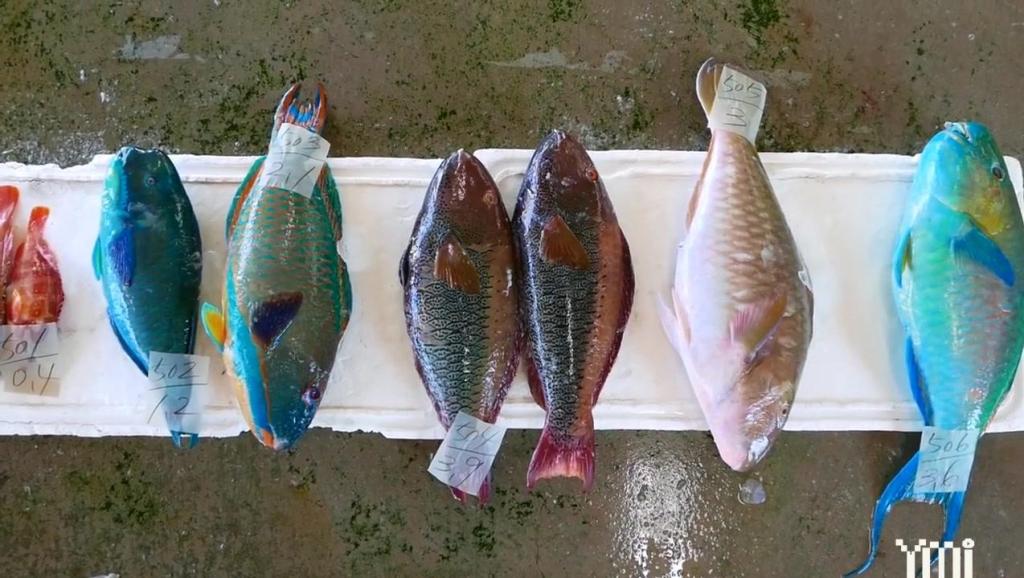 实拍日本海鲜市场, 新鲜的鹦嘴鱼现场清洗处理