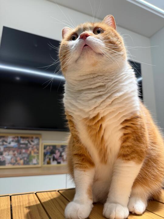 猫怎么会被我养裂了！？