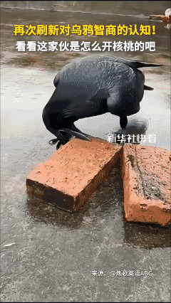 再次刷新对乌鸦智商的认知 ！[哭哭]