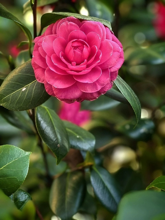 为什么茶花都是一朵朵地掉茶花之所以会一朵朵整朵掉落，主要是因为它的花瓣和花萼结合