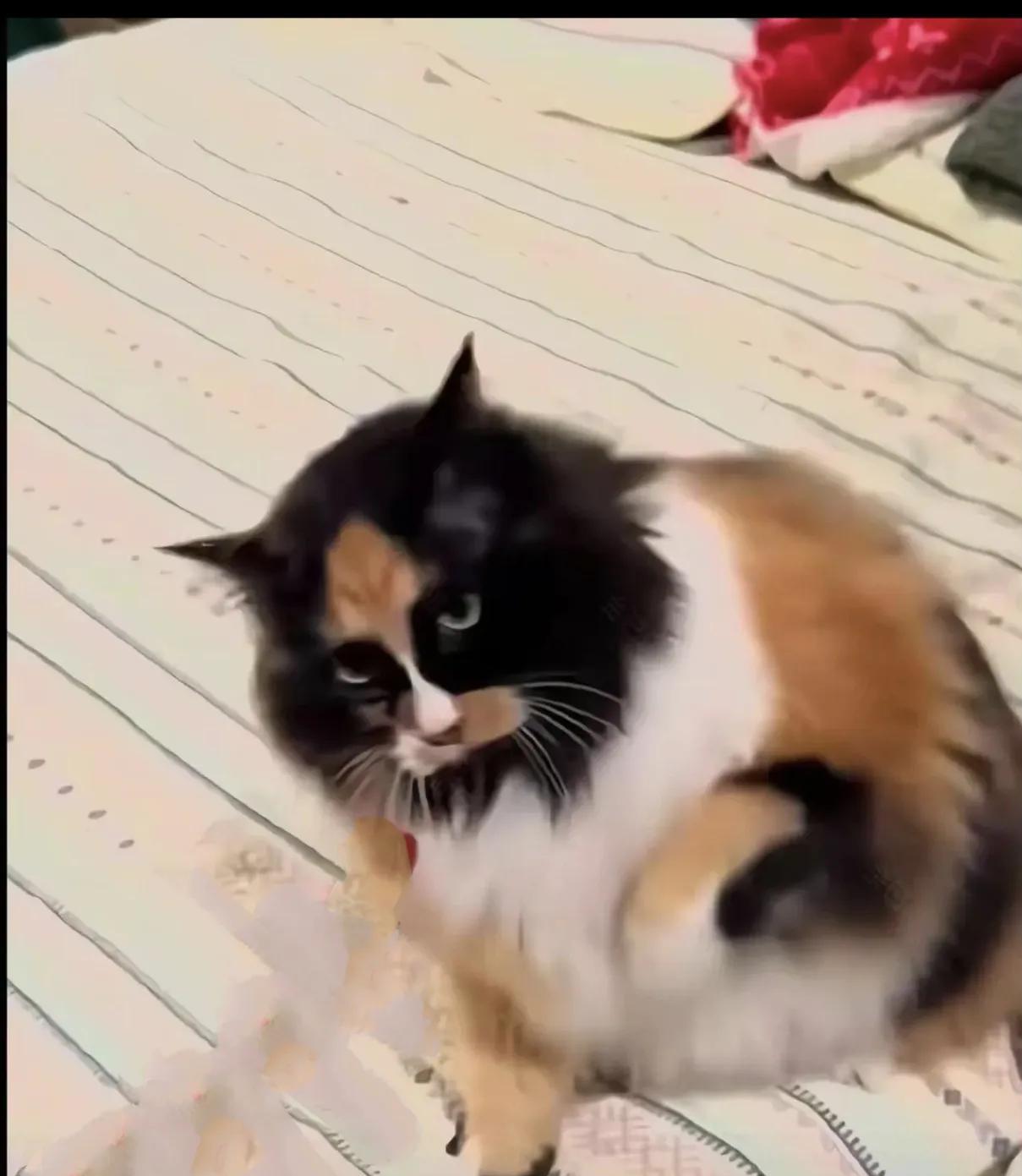 做了两年咪咪后狸花猫就遗弃了她的主人，偶然半夜送点惊吓！乌鲁木齐西河坝前街的姑姑