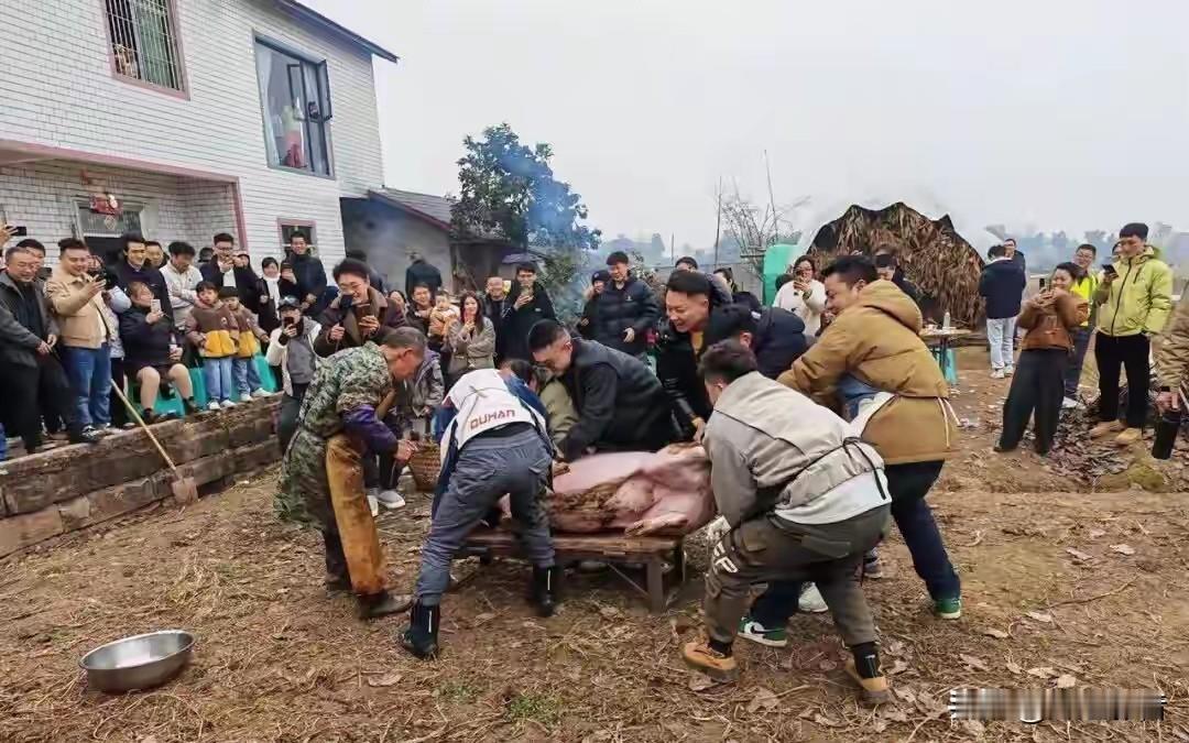 1天涨粉150万！求助按猪的呆呆爆火，戳中了现代人最缺的3样东西你敢信？一