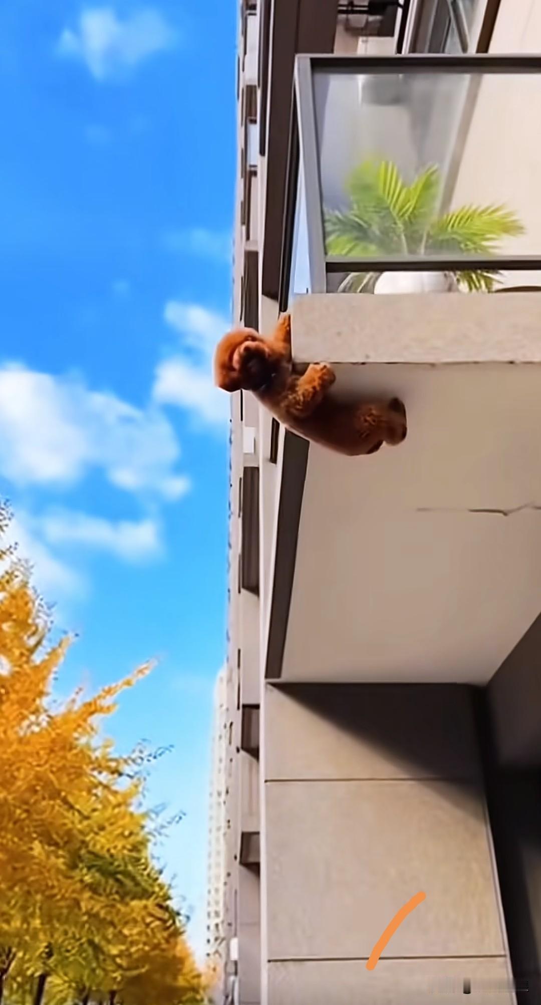 不知谁家的狗狗被关在了家里，它从高层凉亭钻出，险些掉落。好在狗狗用一只脚勾住了凉