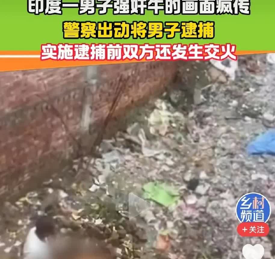 印度一男子强奸牛的画面疯传！警察出动将男子逮捕实施逮捕前双方还发生交火。