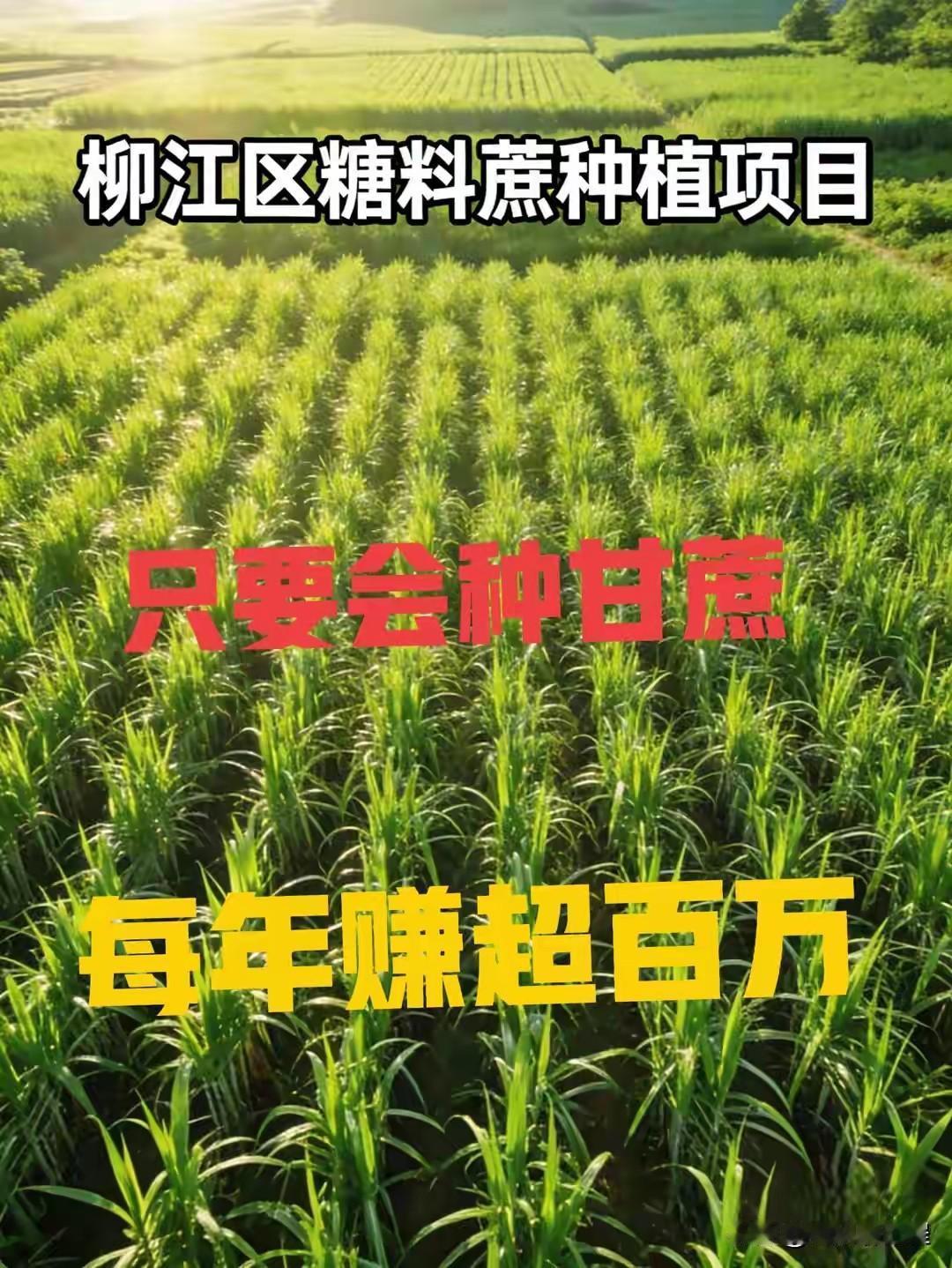 稳赚超100万元，去柳州柳江甘蔗？最近刷到柳州市柳江区投资集团的官方公告：
