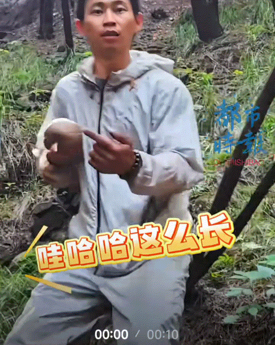 笑不活了。重庆，一小伙和同伴去山里鸡枞，不料小伙运气爆棚，直接捡到一个超长鸡枞。