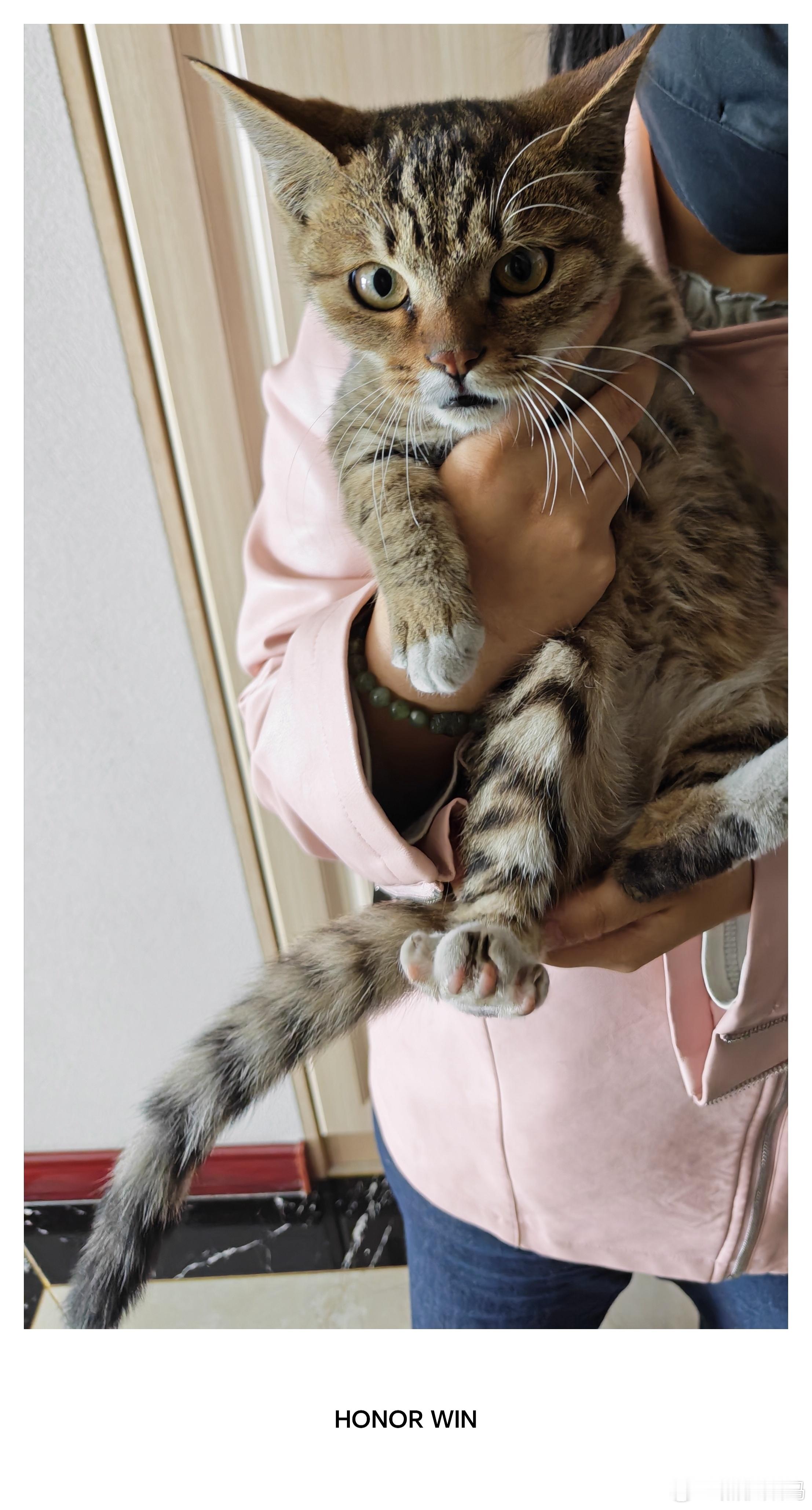大早上的推开门就看到一只流浪猫，喂猫粮也不吃，兄弟们，该怎么办呢？​​​