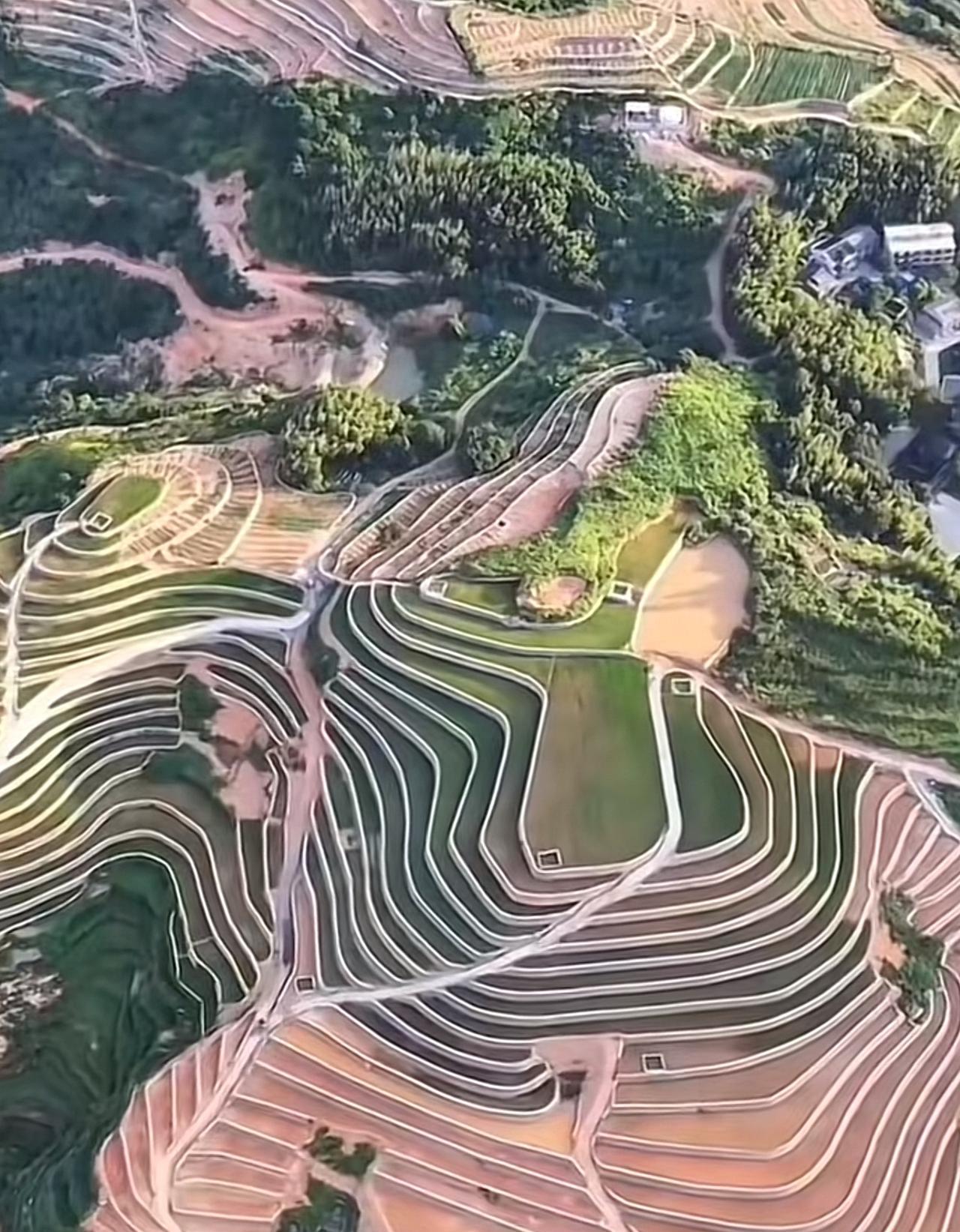 高标准农田，现实版水稻上山。