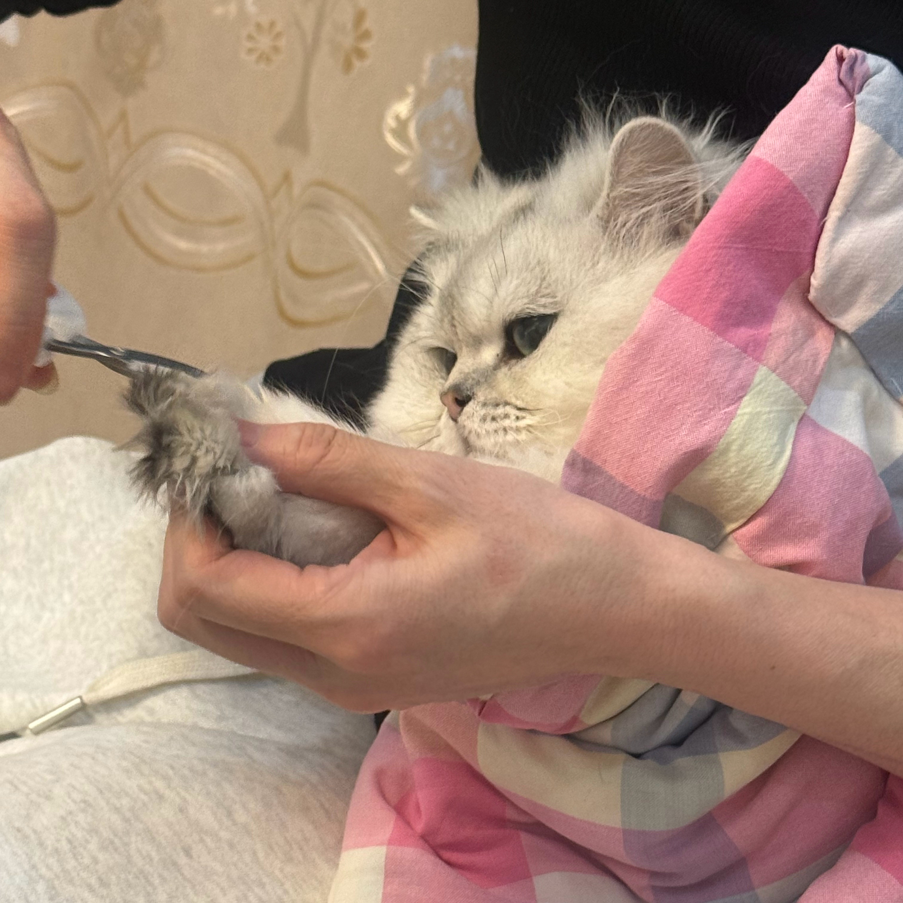 虽迟但到（因为我把除夕春节记错时间了就让他们晚一天做年夜饭）新年快乐！