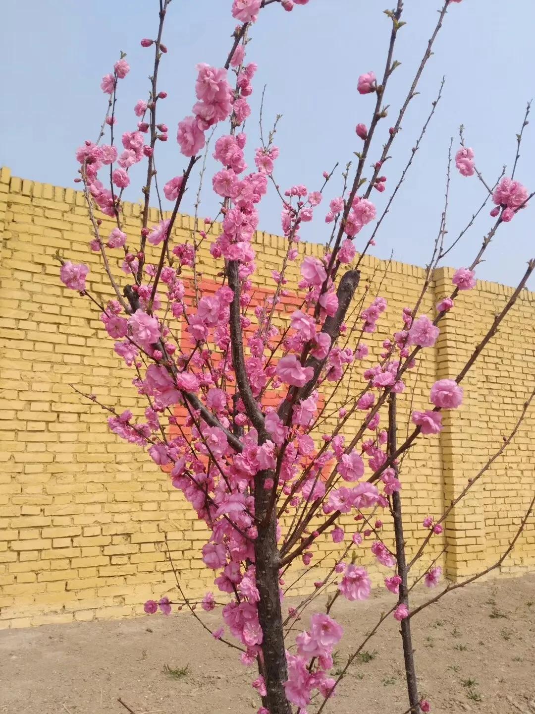 寂寞开在墙角的花：虽是孤芳不自赏，每遇春风花满头！