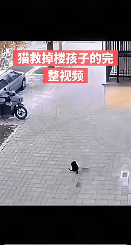 惊呆了！一只猫咪竟然救了婴儿，一个婴儿从楼坠落一只猫咪竟然跳起去接婴儿，