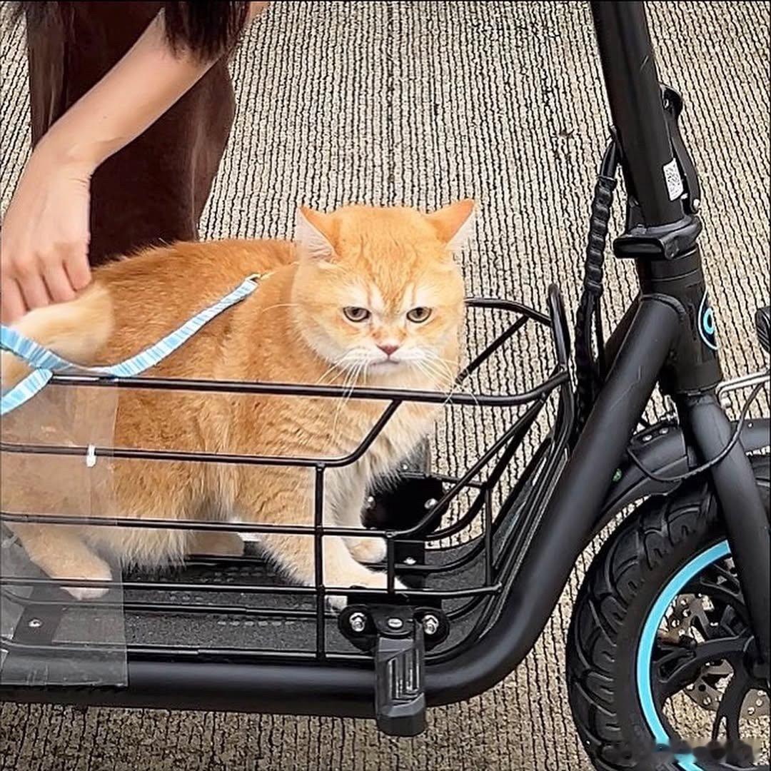 好可爱的遛猫小筐筐cr：cielmeowmun​​​