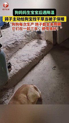 万物皆有灵！近日广东韶关，女子发现自家养的鸽子每天都叼着树枝和干草往狗窝跑，每天