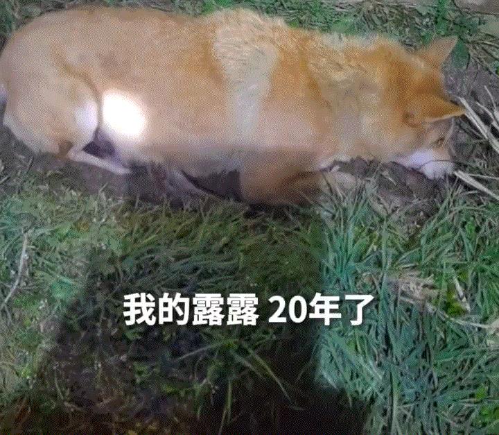 感人。一男子在网上分享，自己养了近20年的狗子，这天早上在送他上班后就不在了，后