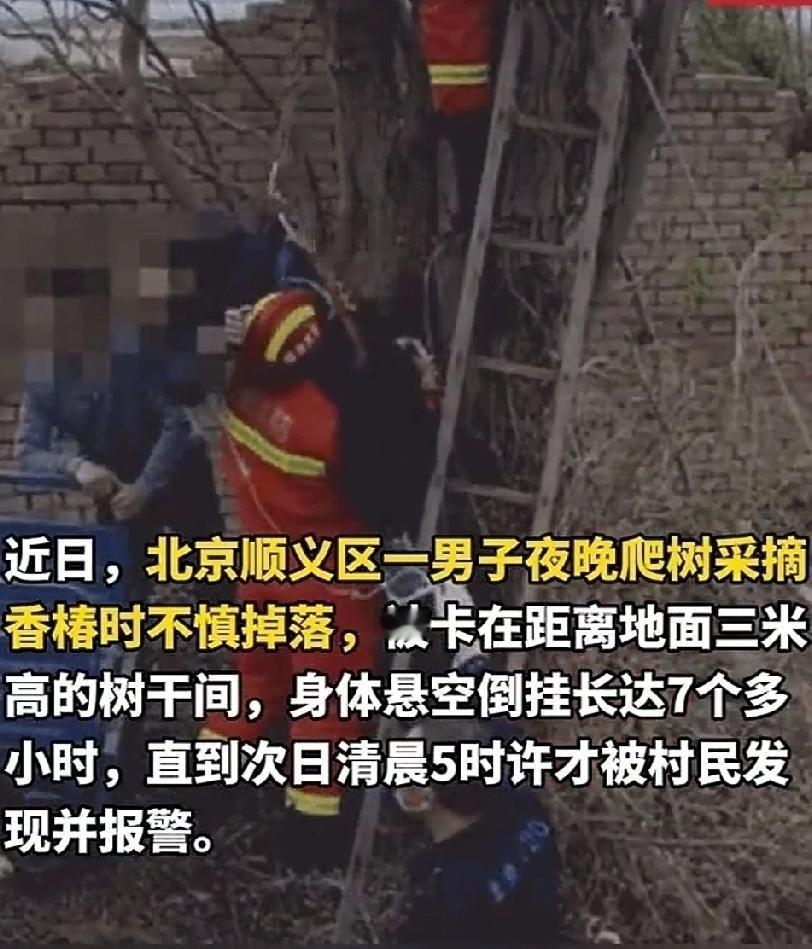 近日，北京顺义。村口路边的一棵香椿树长出了嫩芽，香气四溢。男子经不住诱惑，晚上1