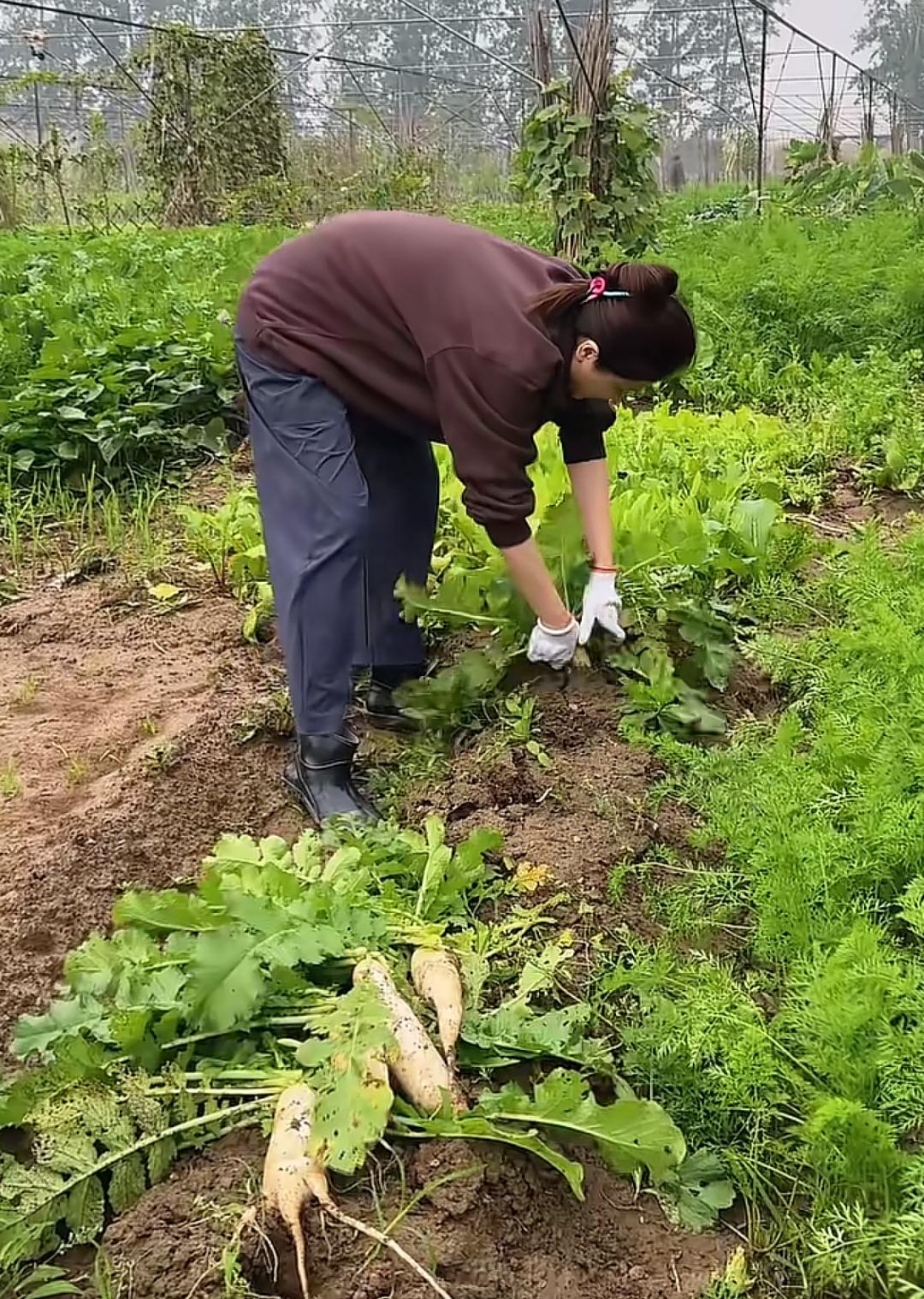 陆陆续续刷到亲自种菜的女明星了，继梅婷晒菜园子之后，我又刷到了大美女曾黎种萝卜，
