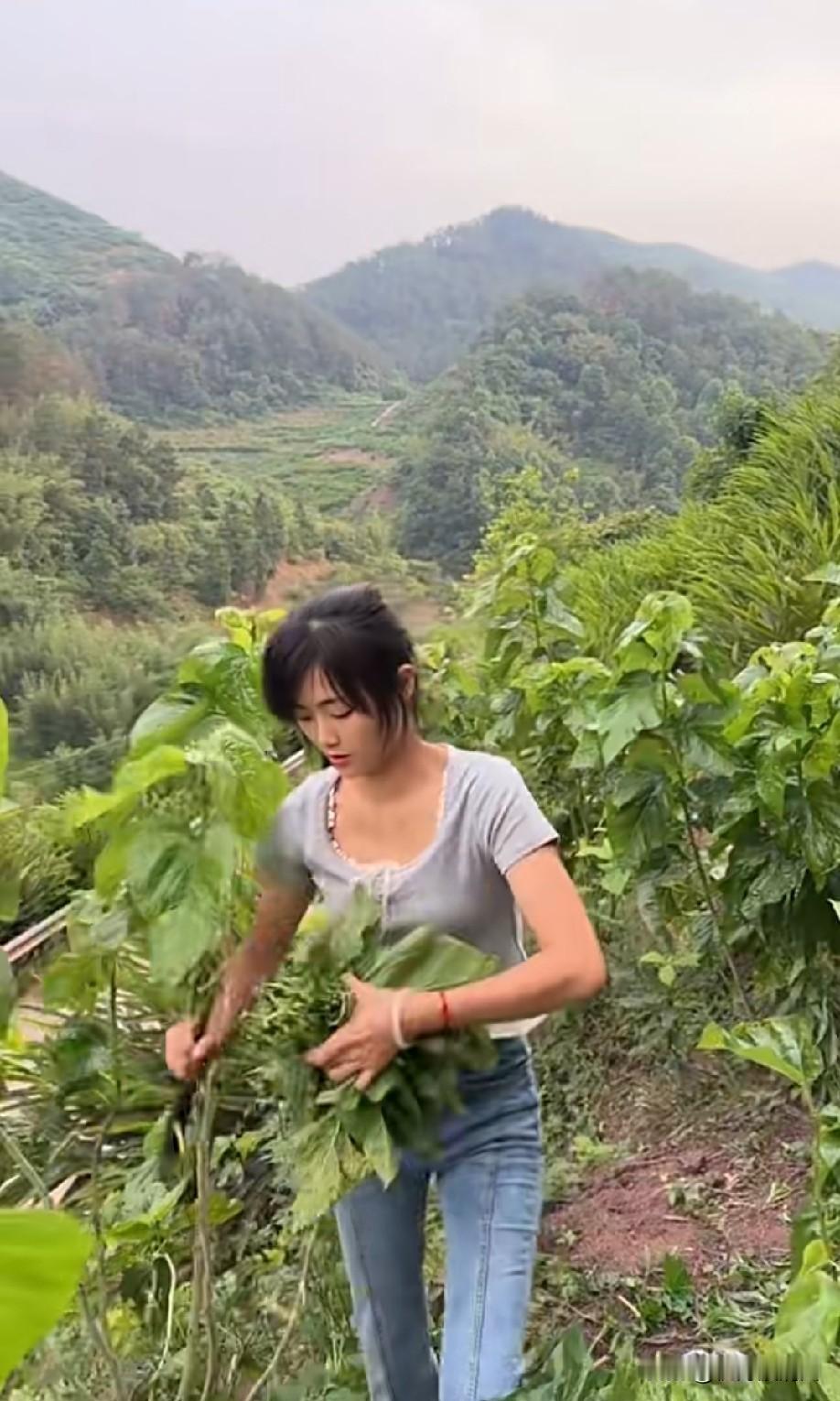 这是摘得什么叶子？