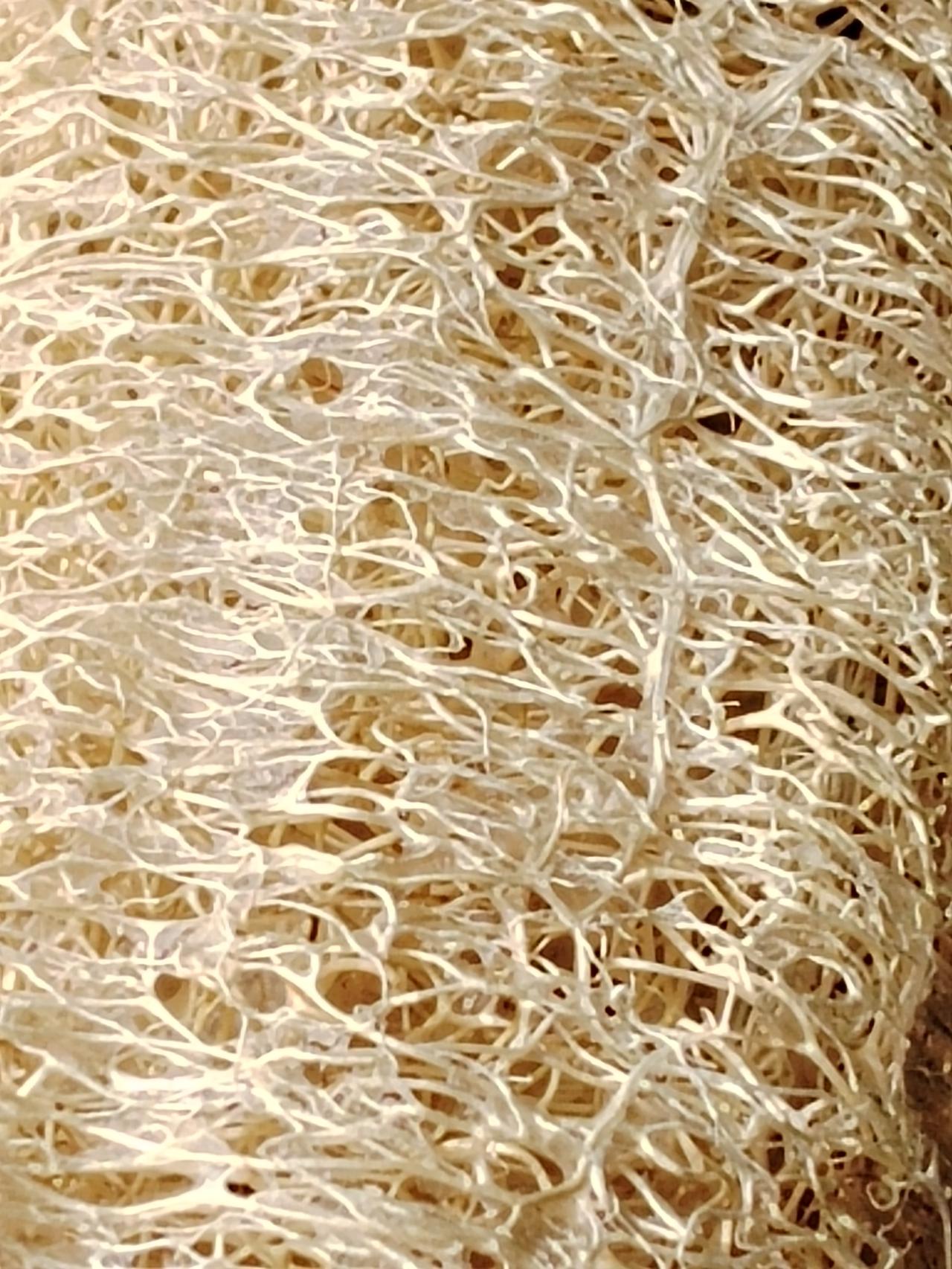 丝瓜络如此复杂的构造也不知道有没有规律可循。鲜丝瓜切开鲜嫩多汁，完全看不到其络
