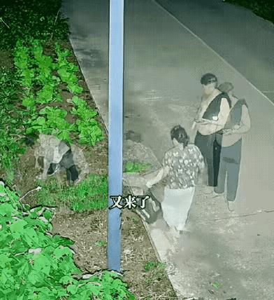 偷菜的下手真狠啊，一点也不给主人留！