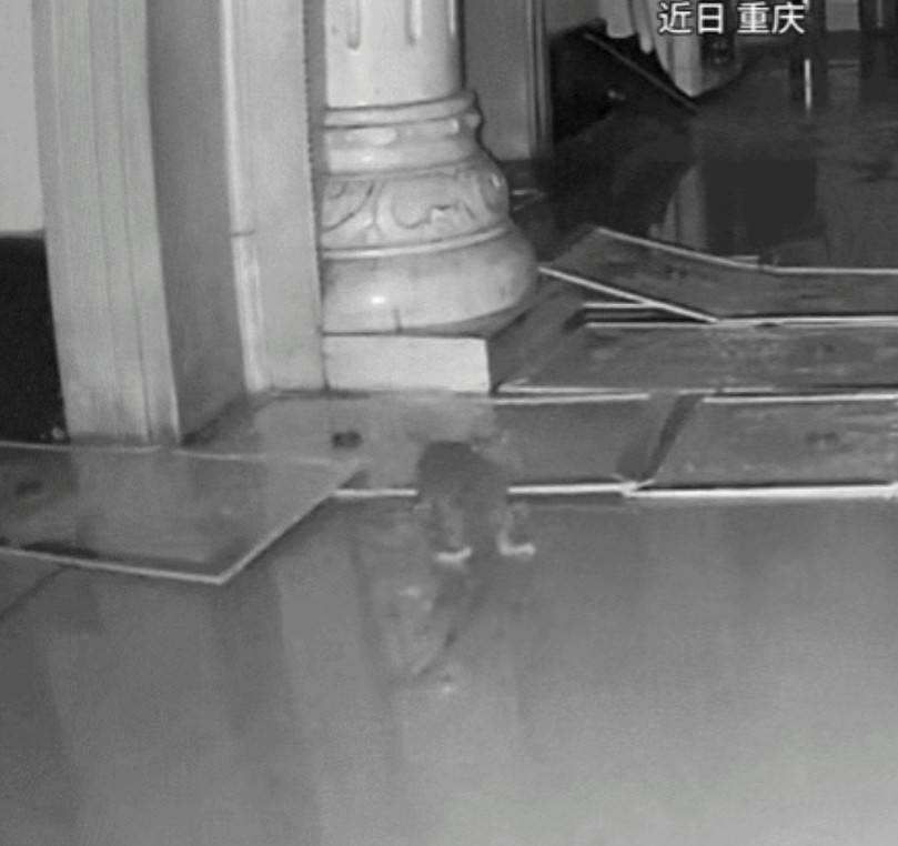 要成精了！近期，重庆，一男子发现家中有老鼠，男子从监控中观察许久后，便在老鼠必经