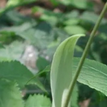 种植🌱半夏的栽培方法主要包括以下几个方面：1.选地整理：选择平坦、疏松、肥