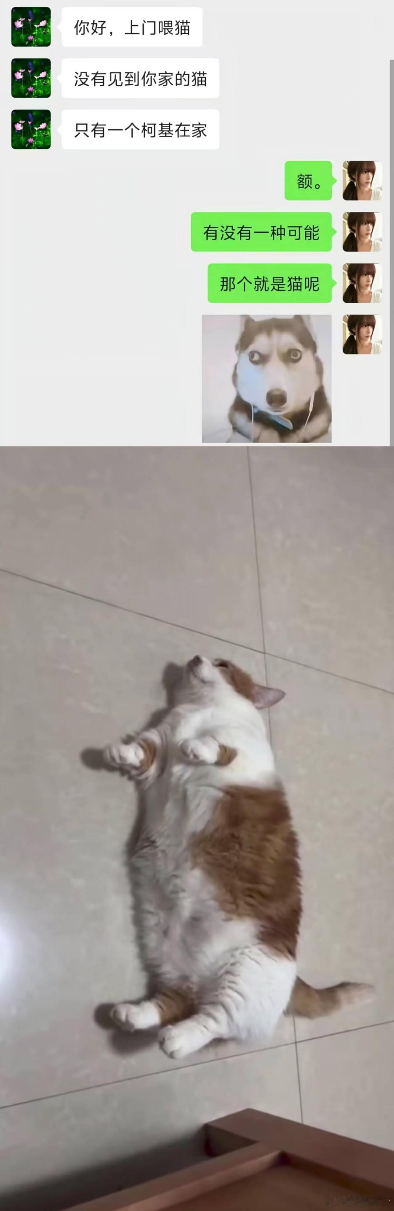 你好，上门喂猫.没有见到你家的猫啊只有一个柯基在家额......有没有一种可能那