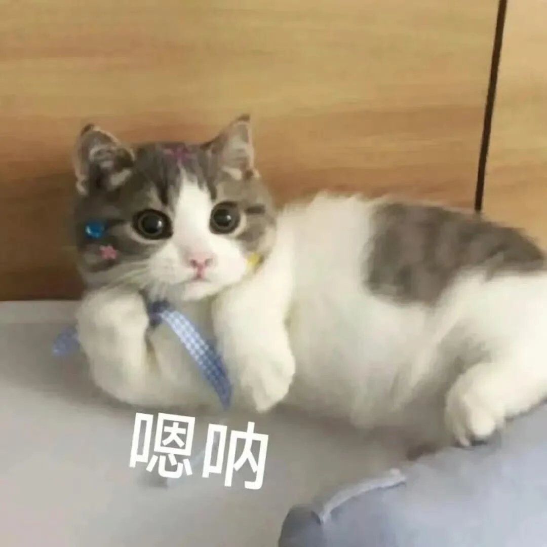 猫猫我对天发4不是我弄的​​​