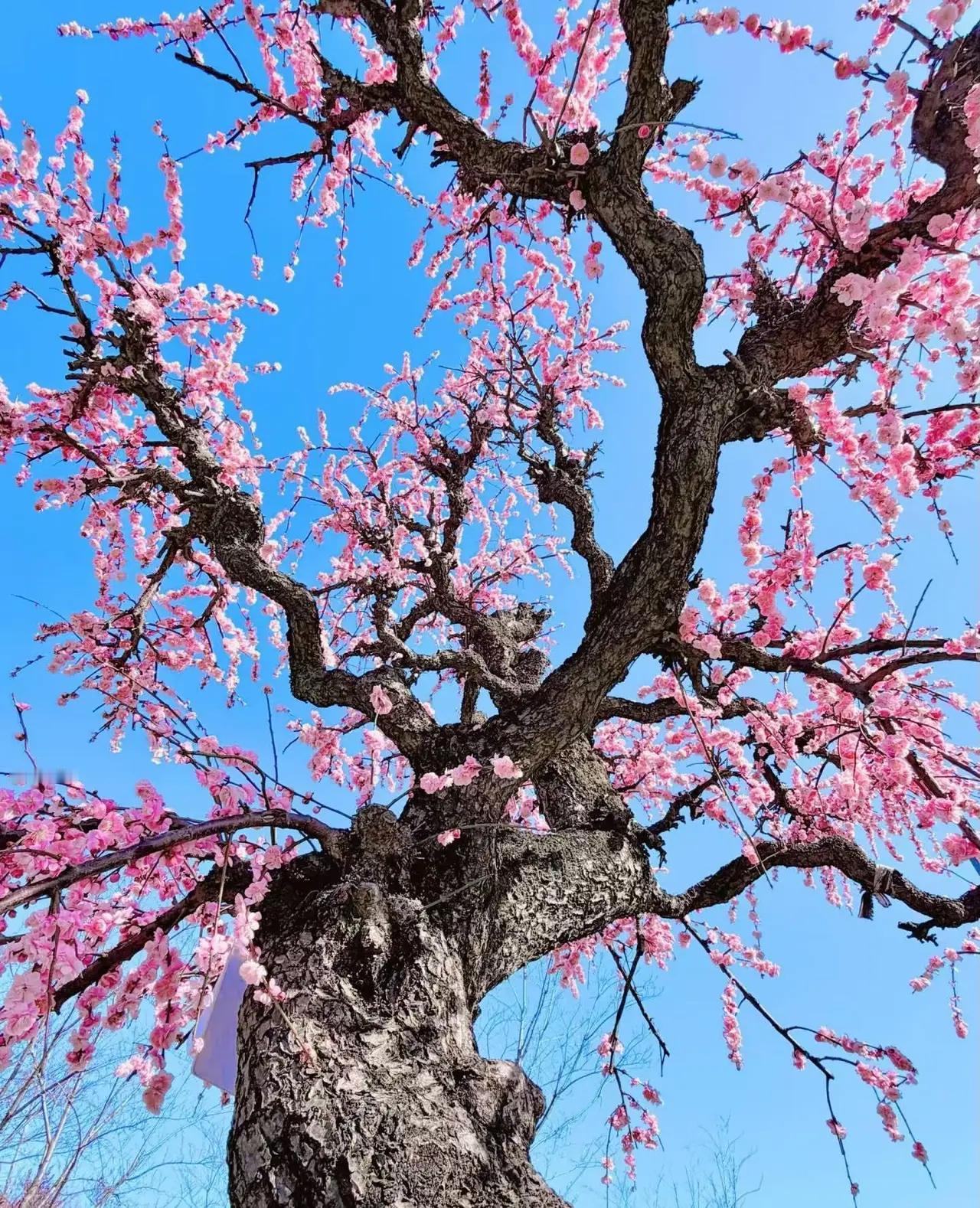 与春天重逢，每一朵花开都是一种温柔的相遇。一边在绿色萌发中默默伸展，一边在春