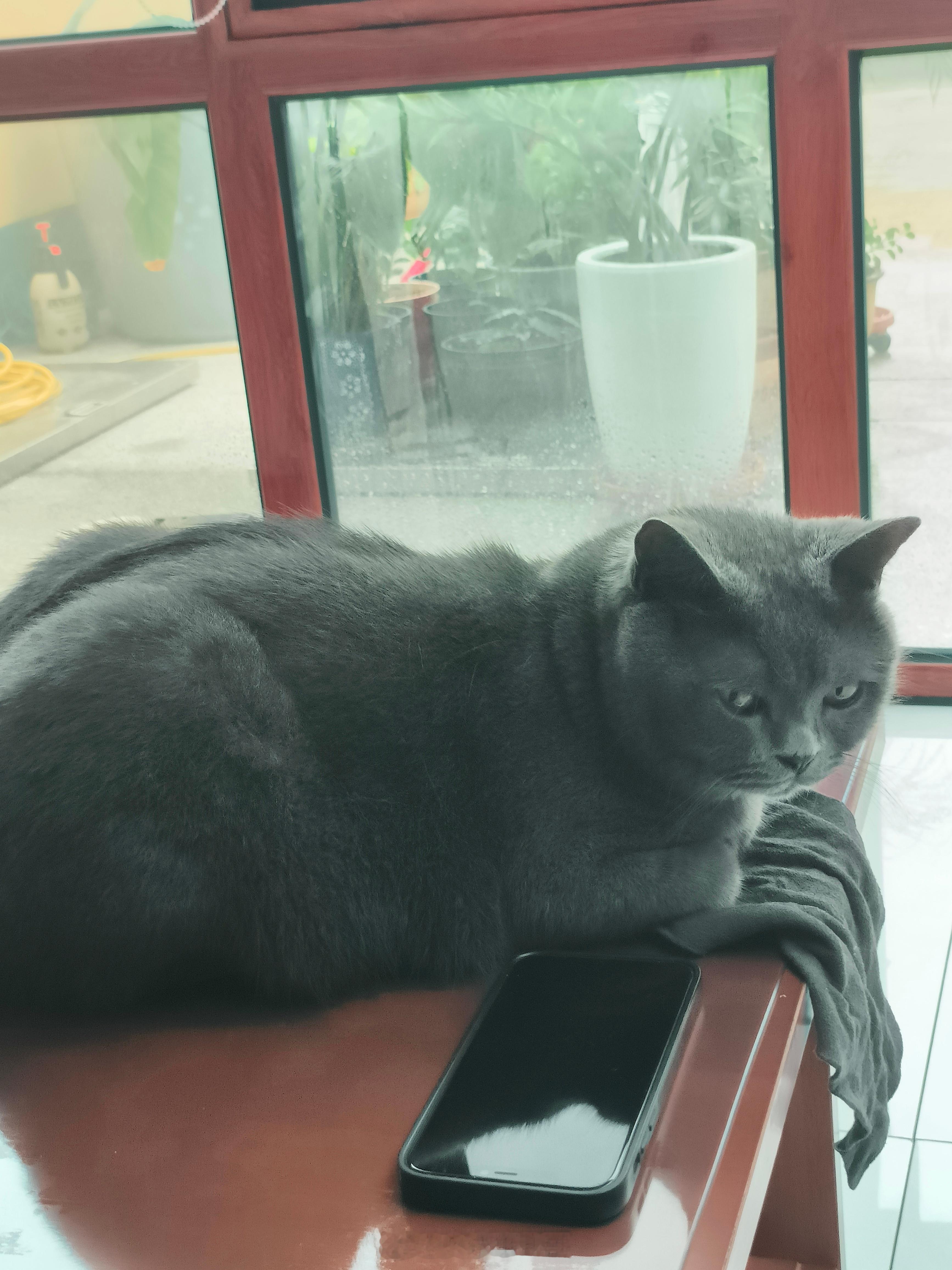 养了五年的猫突然开线还能修吗天没亮就想出去玩，出去了一天没影。养它最大的益处是