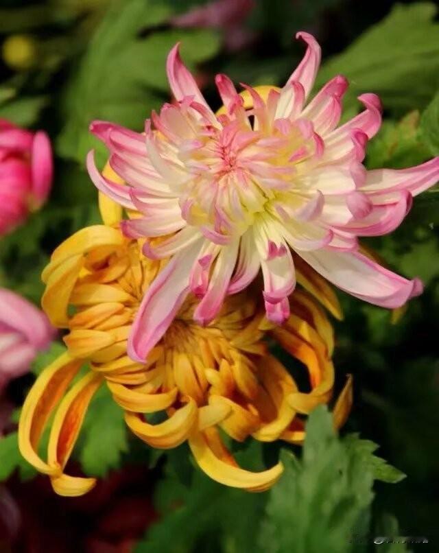 菊花的颜色丰富多彩，各有风采之美，黄色菊花象征着阳光，红色菊花代表热情与不屈，紫