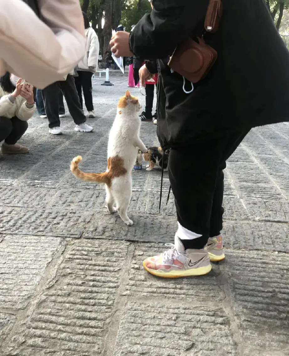 一出去就会被围住的主！