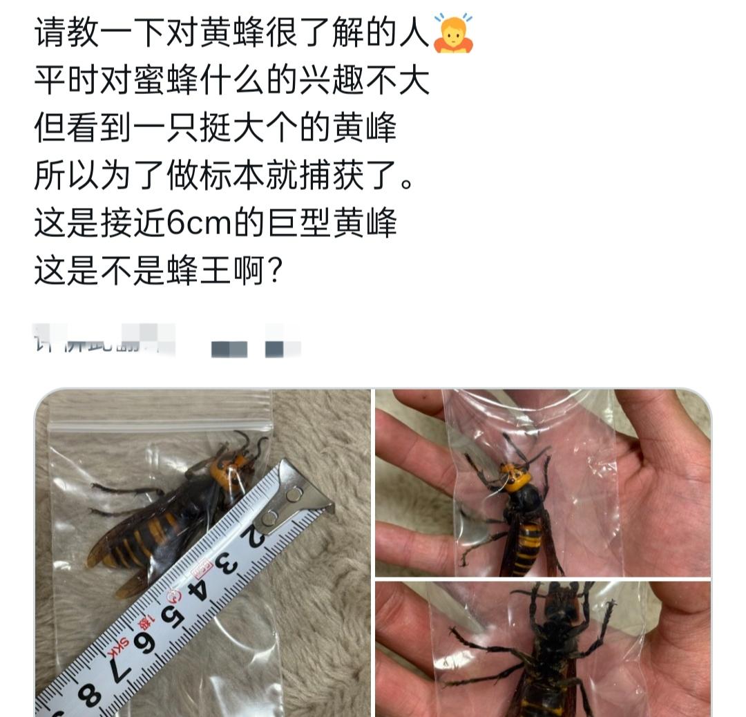 谁懂啊！网友捕到一只近6cm的巨型黄蜂，还兴冲冲问是不是蜂王？结果被打脸了😂