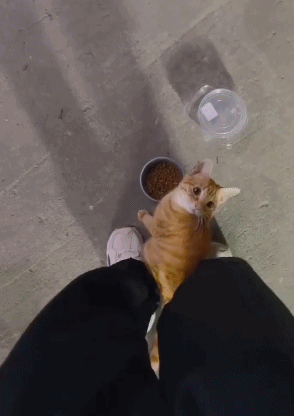 流浪猫遇到有人给它猫粮吃时的表情：