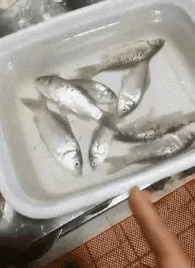 集体装死这鱼可太可爱了